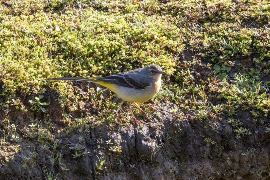 Grey Wagtail, 1/500 sec, f/7.1, 500 mm, ISO 500