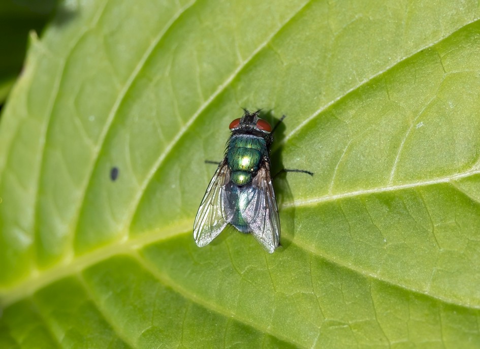 Lucilia Sericata, 1/500 sec, f/7.1, 500 mm, ISO 320