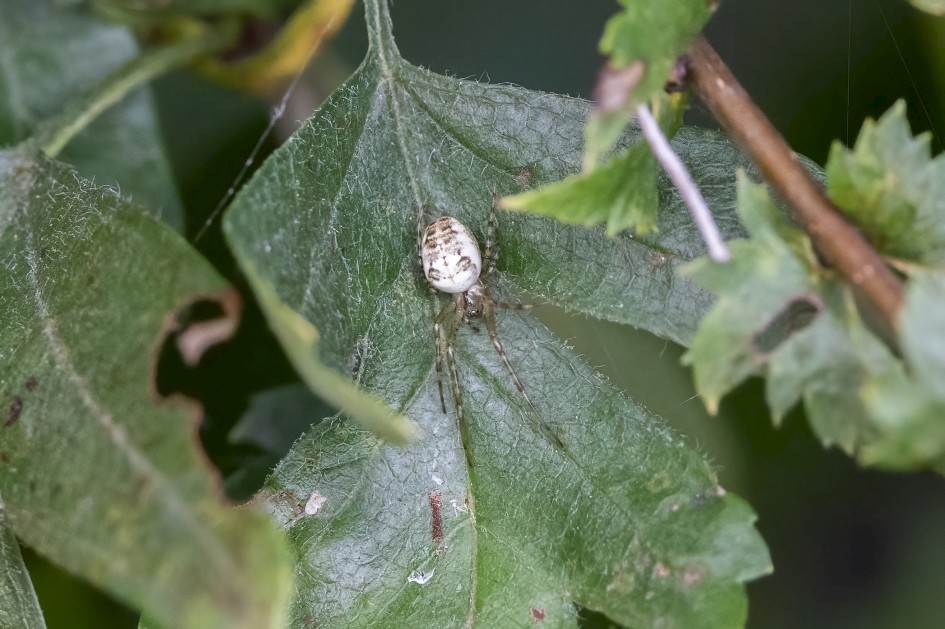 Metallina Segmentata, 1/640 sec, f/7.1, 500 mm, ISO 6400