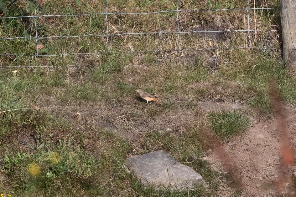 Redstart-, 1/640 sec, f/7.1, 500 mm, ISO 250