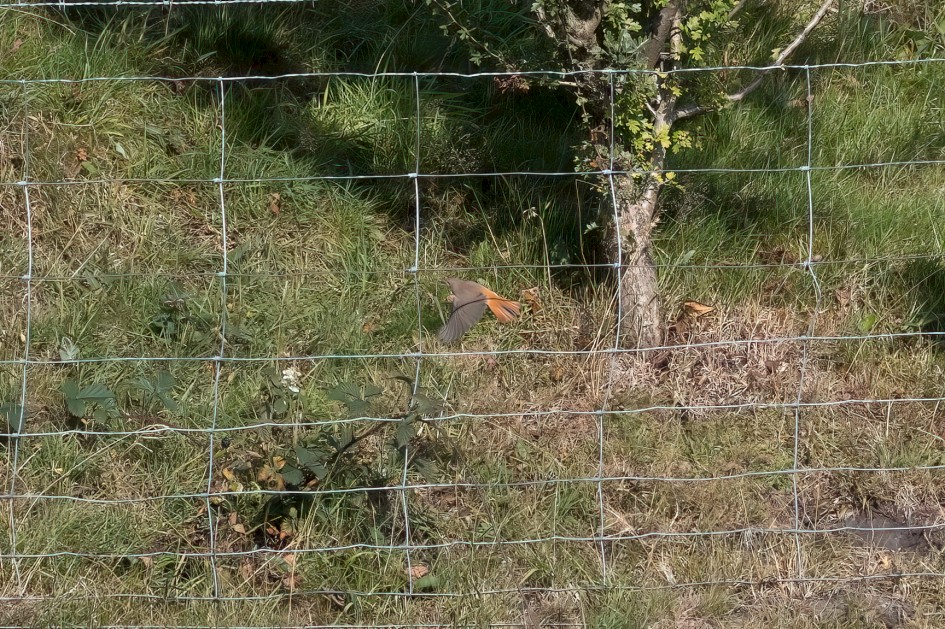 Redstart, 1/500 sec, f/7.1, 500 mm, ISO 250
