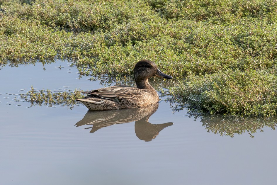 Teal, 1/500 sec, f/7.1, 500 mm, ISO 400