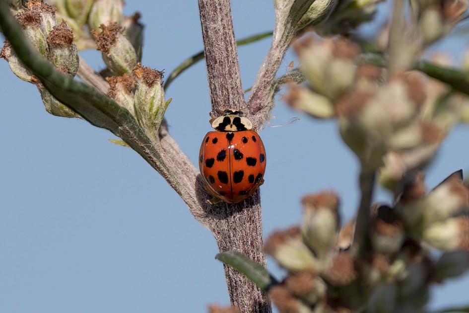 Harlequin Ladybird, 1/640 sec, f/7.1, 500 mm, ISO 100