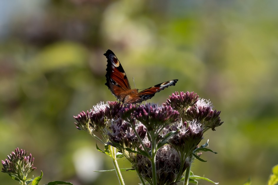 Peacock Butterfly, 1/500 sec, f/7.1, 500 mm, ISO 250
