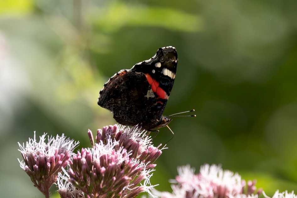 Red Admiral, 1/640 sec, f/7.1, 500 mm, ISO 500