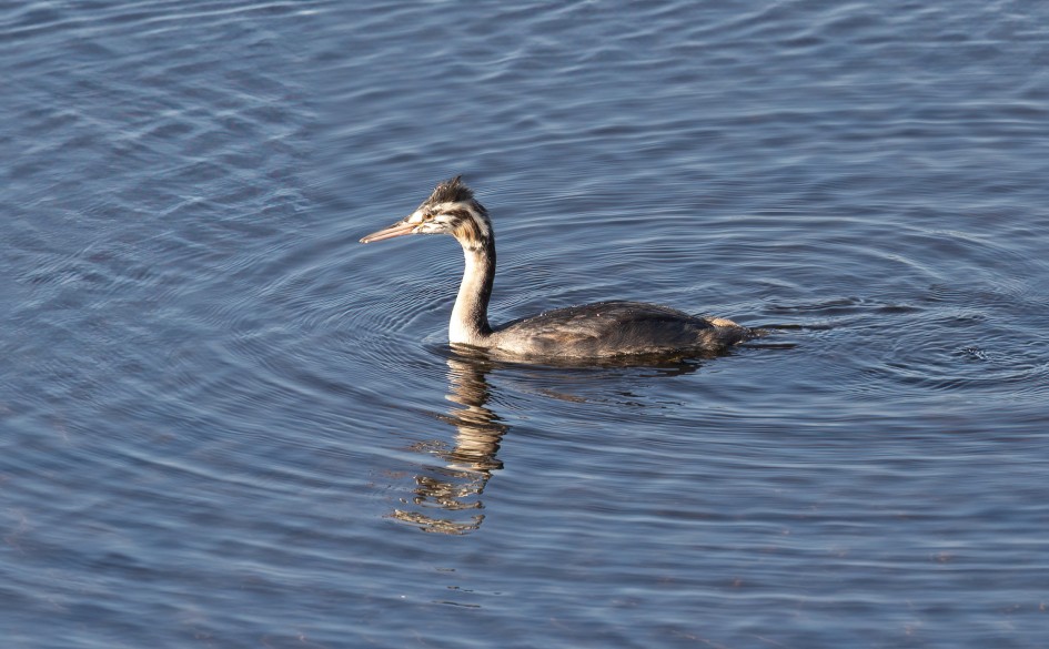 Juv  Great Crested Grebe, 1/500 sec, f/7.1, 500 mm, ISO 320