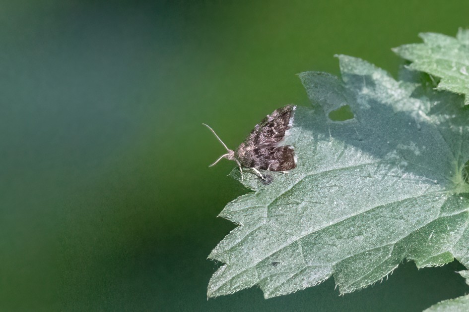 Nettle Tap, 1/400 sec, f/11.0, 500 mm, ISO 25600