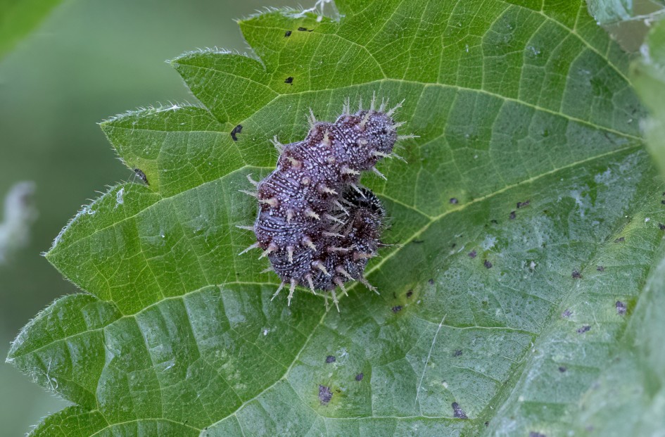 Peacock Butterfly Larva, 1/500 sec, f/11.0, 451 mm, ISO 8000