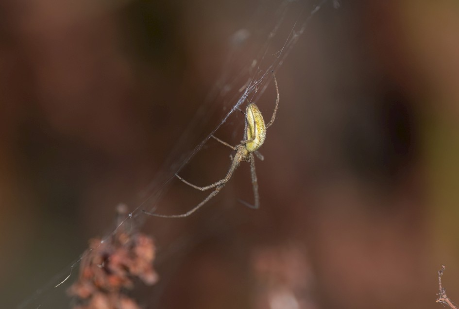 Tetragnatha Sp, 1/640 sec, f/7.1, 500 mm, ISO 200