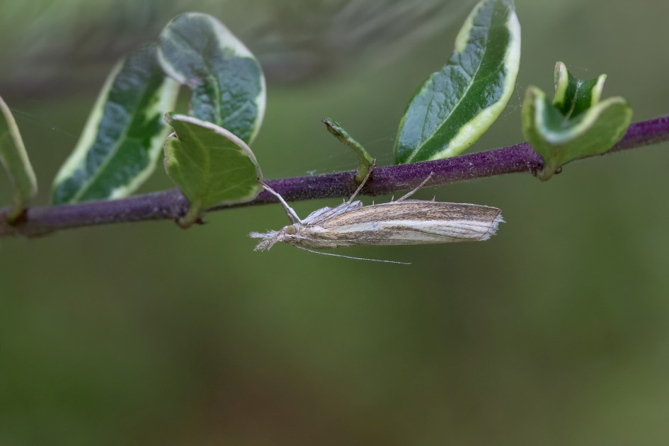 Agriphila Tristella , 1/500 sec, f/11.0, 500 mm, ISO 2000