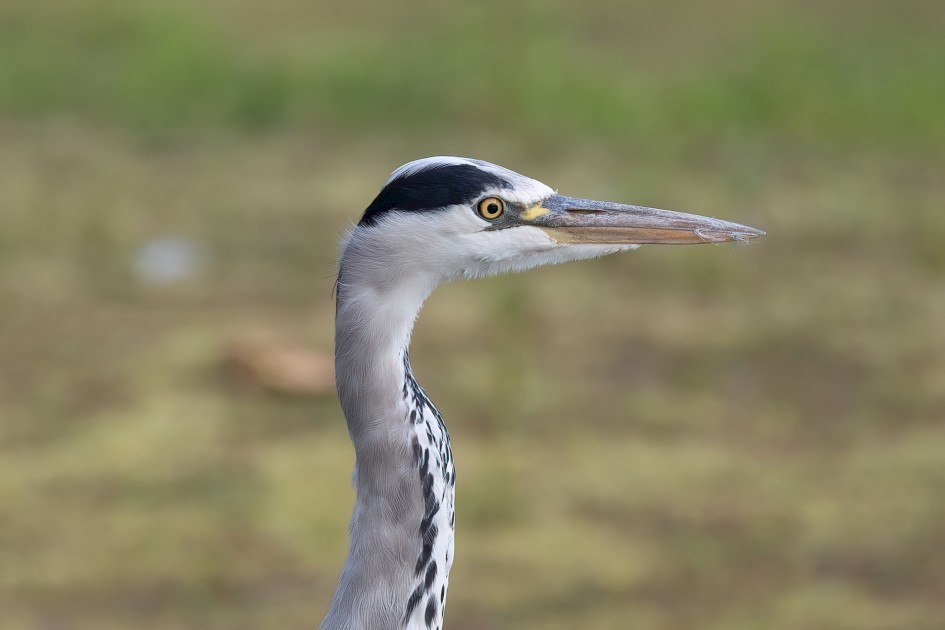 Grey Heron, 1/500 sec, f/7.1, 500 mm, ISO 400