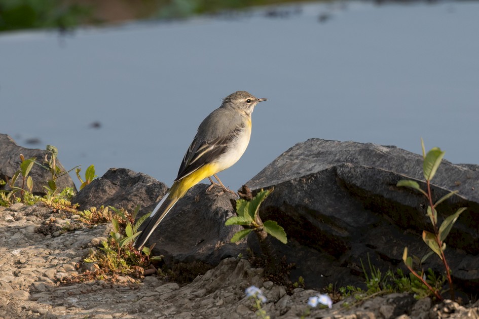 Grey Wagtail, 1/500 sec, f/7.1, 500 mm, ISO 250