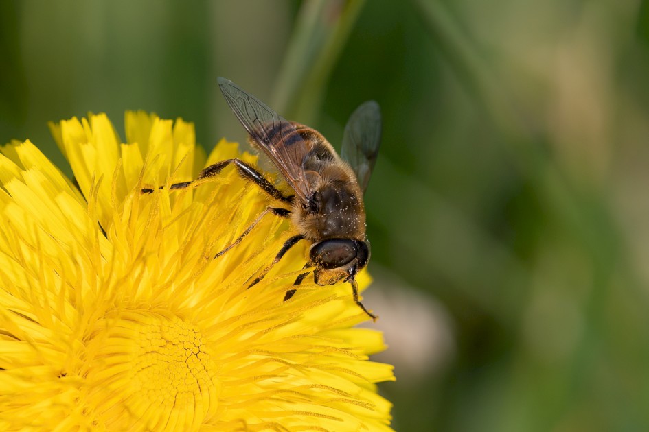 Hoverfly Sp, 1/640 sec, f/7.1, 500 mm, ISO 320