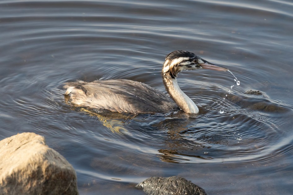 Juv  Great Crested Grebe, 1/640 sec, f/7.1, 500 mm, ISO 640