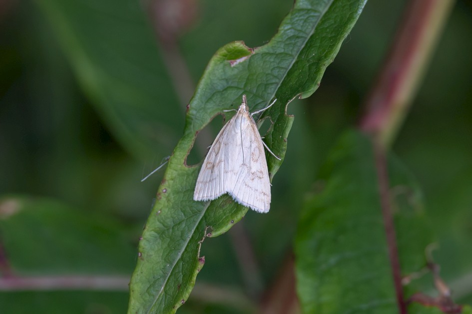 Udea Lutealis, 1/500 sec, f/7.1, 324 mm, ISO 800