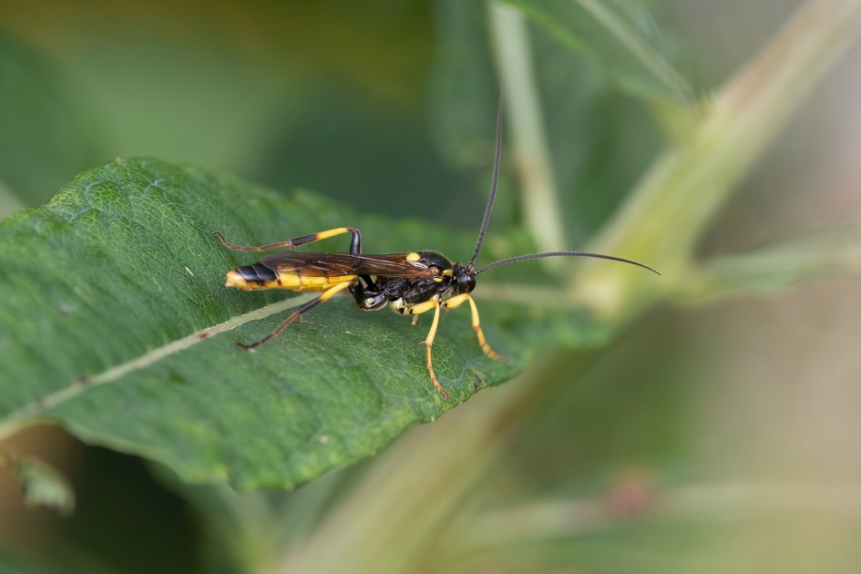 Wasp Sp, 1/500 sec, f/7.1, 500 mm, ISO 800
