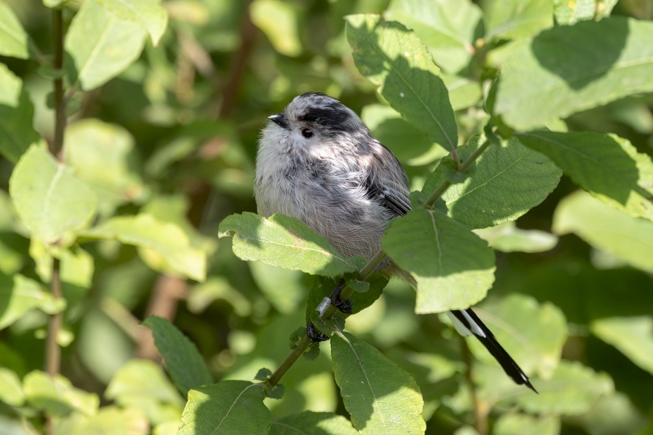 Long-tailed Tit-, 1/500 sec, f/7.1, 500 mm, ISO 500