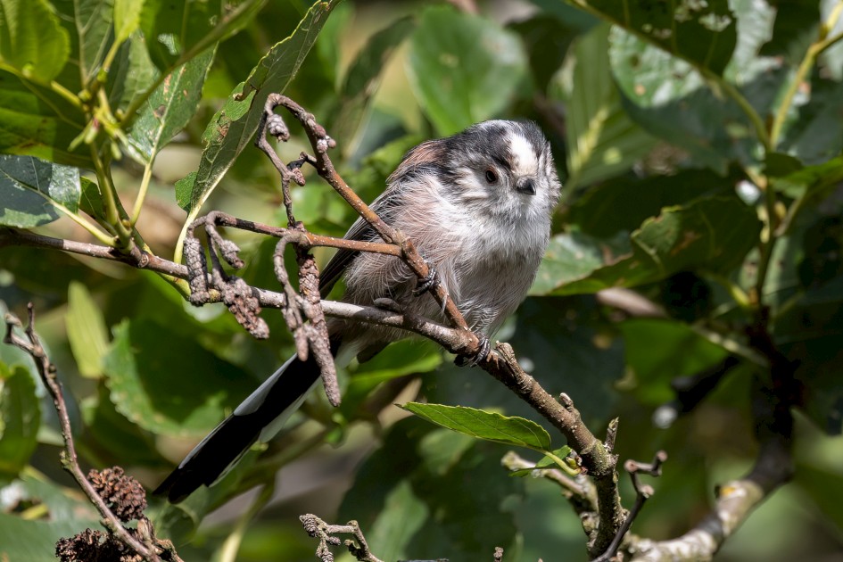 Long-tailed Tit, 1/500 sec, f/7.1, 500 mm, ISO 400