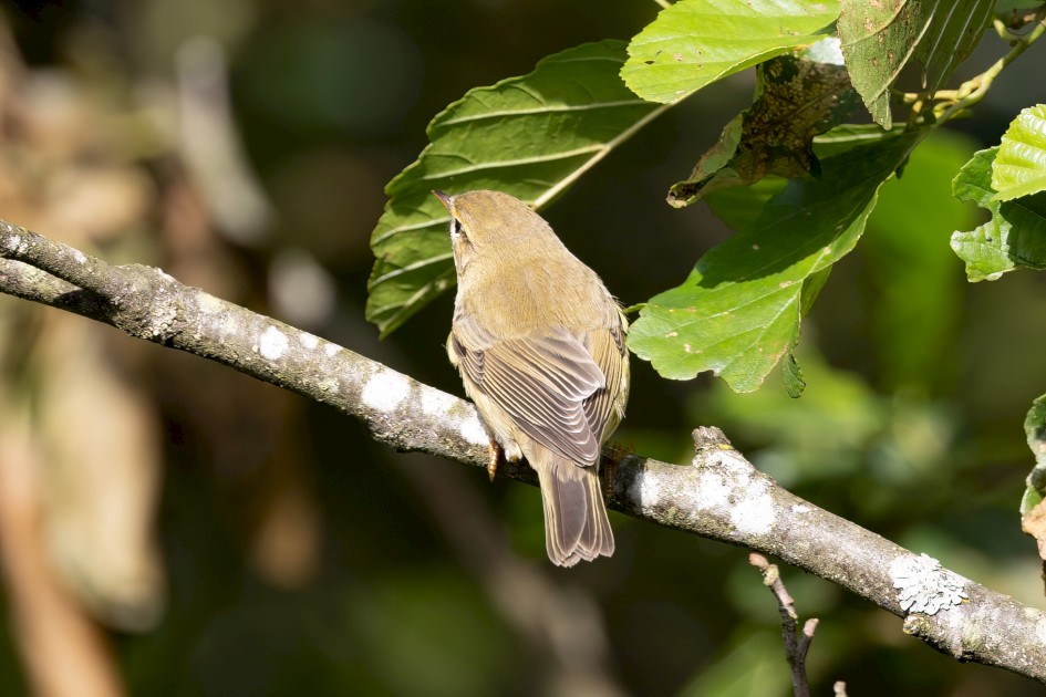 Willow Warbler, 1/500 sec, f/7.1, 500 mm, ISO 400