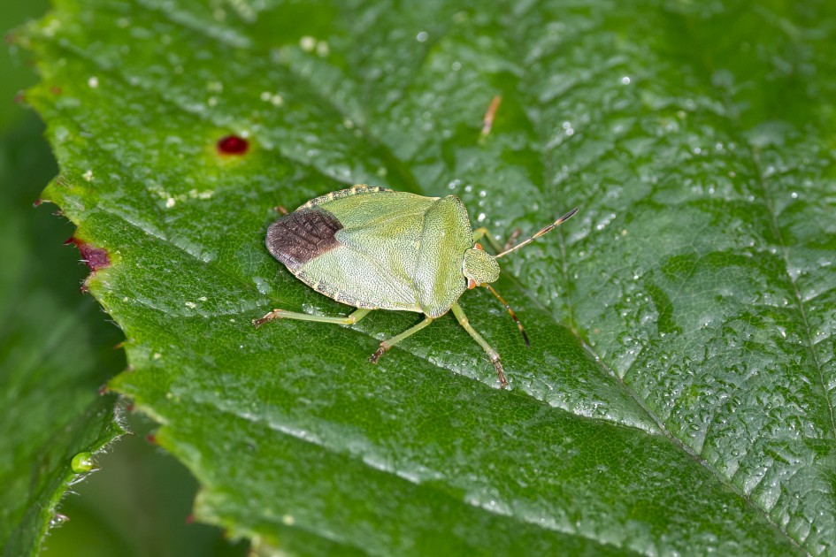 Green Shieldbug, 1/640 sec, f/7.1, 500 mm, ISO 1000