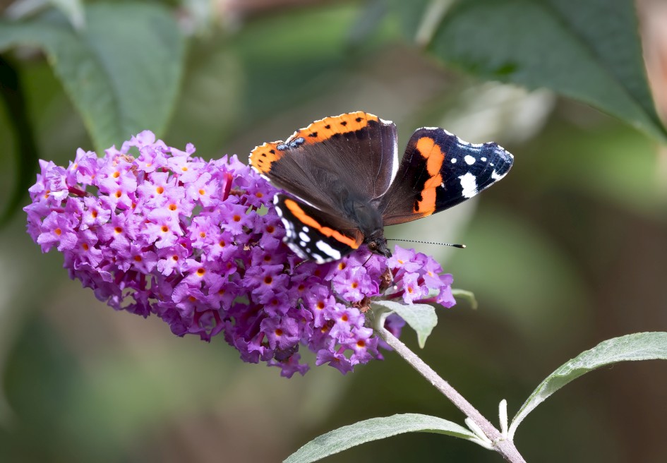 Red Admiral, 1/500 sec, f/7.1, 500 mm, ISO 800
