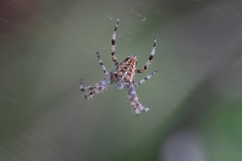 Garden Spider, 1/500 sec, f/11.0, 500 mm, ISO 8000