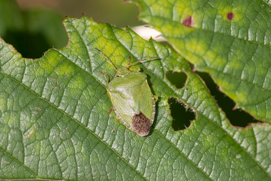 Green Shieldbug, 1/500 sec, f/7.1, 500 mm, ISO 320
