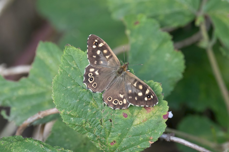 Speckled Wood, 1/500 sec, f/7.1, 500 mm, ISO 1250