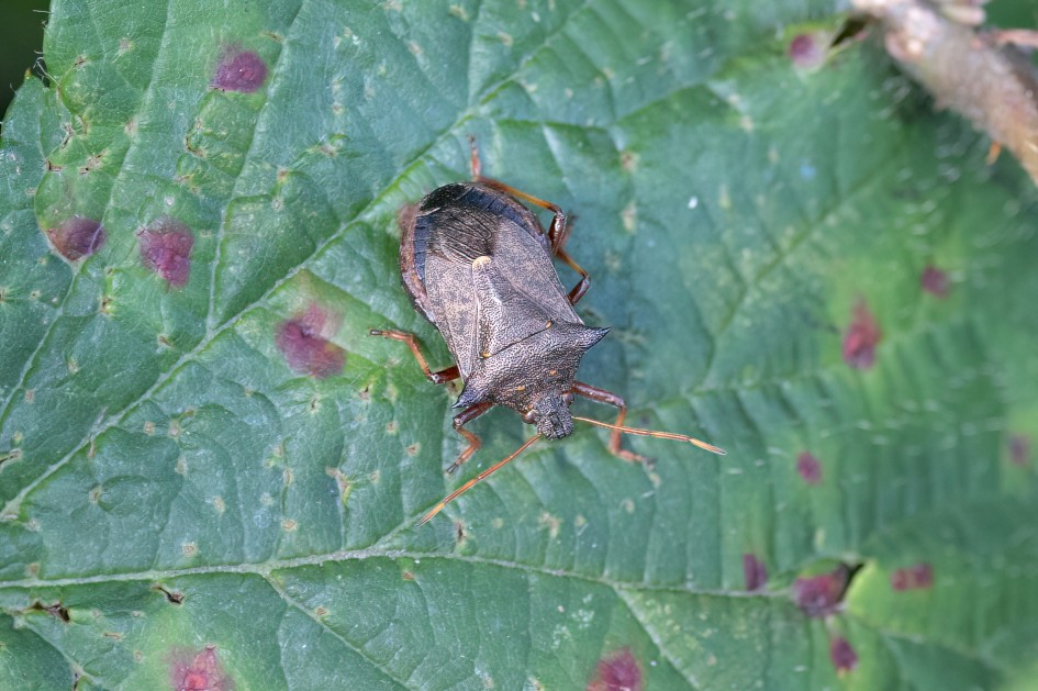 Spiked Shieldbug, 1/500 sec, f/7.1, 500 mm, ISO 2500