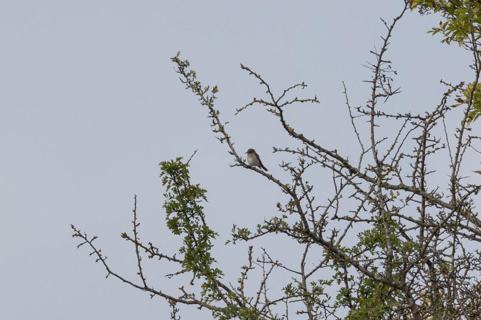 Spotted Flycatcher, 1/500 sec, f/7.1, 500 mm, ISO 100