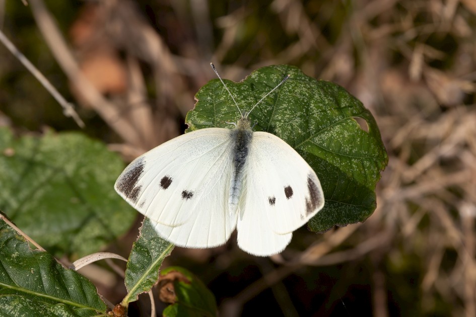 Small White, 1/500 sec, f/13.0, 500 mm, ISO 640