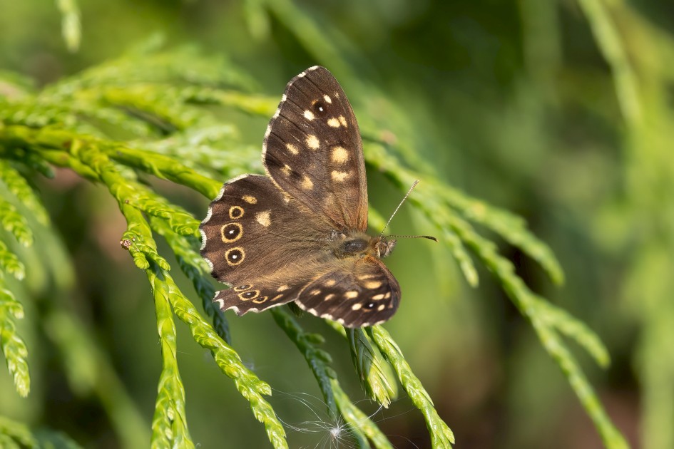 Speckled Wood, 1/500 sec, f/14.0, 500 mm, ISO 1600