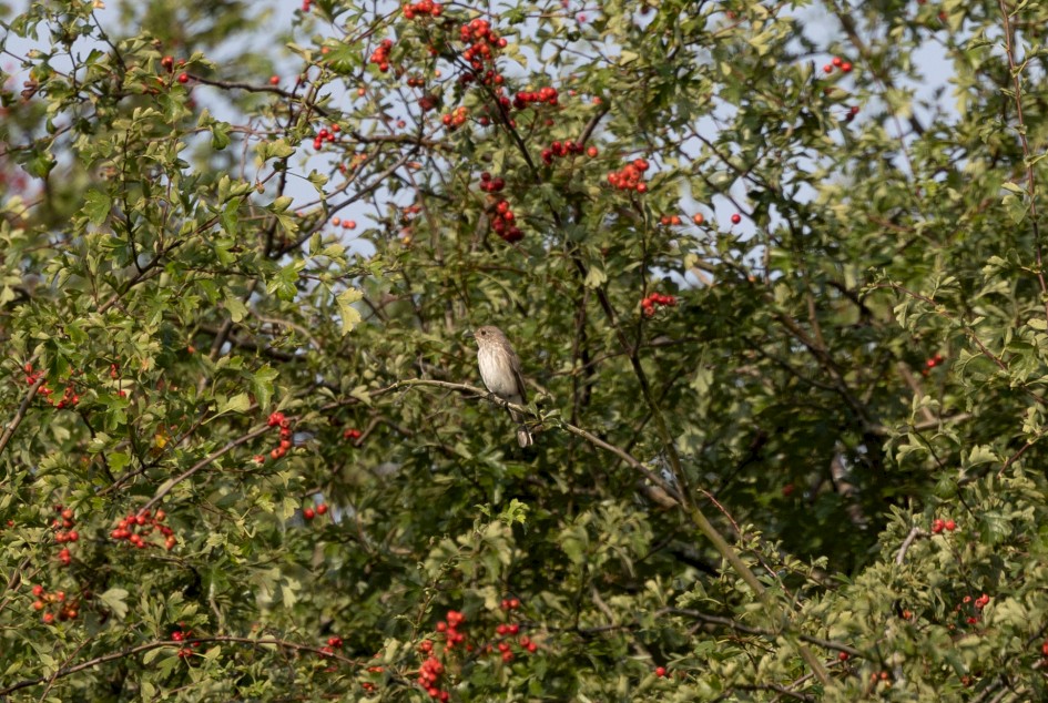 Spotted Flycatcher, 1/500 sec, f/7.1, 500 mm, ISO 250