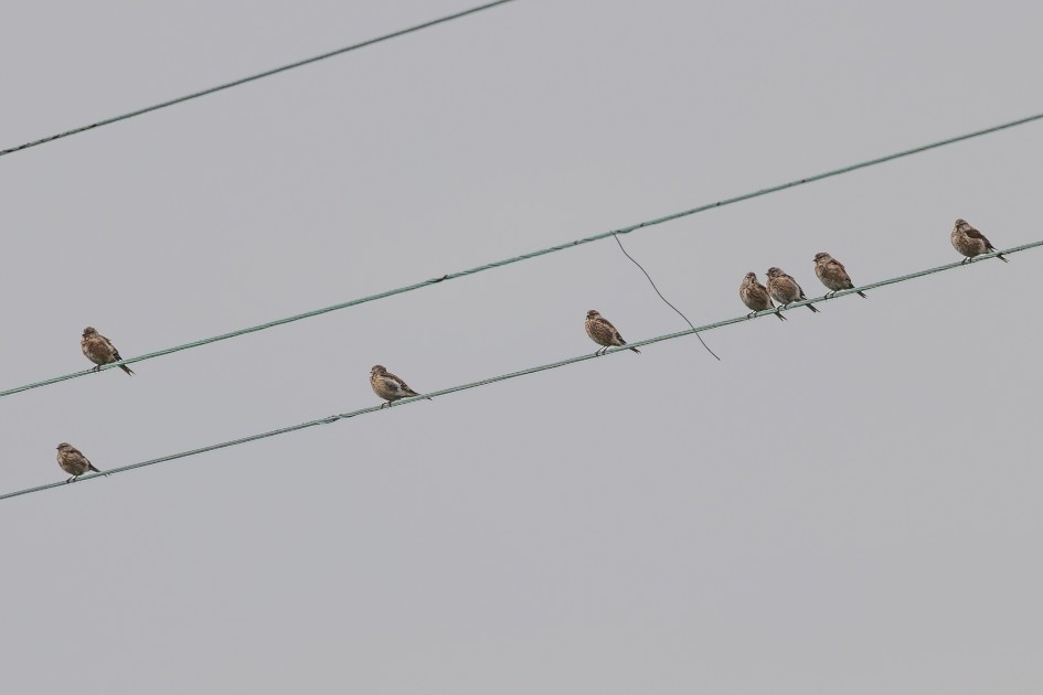 Linnets, 1/500 sec, f/7.1, 500 mm, ISO 100
