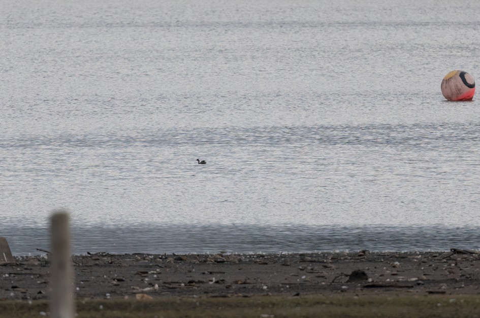Little Grebe, 1/640 sec, f/7.1, 500 mm, ISO 800