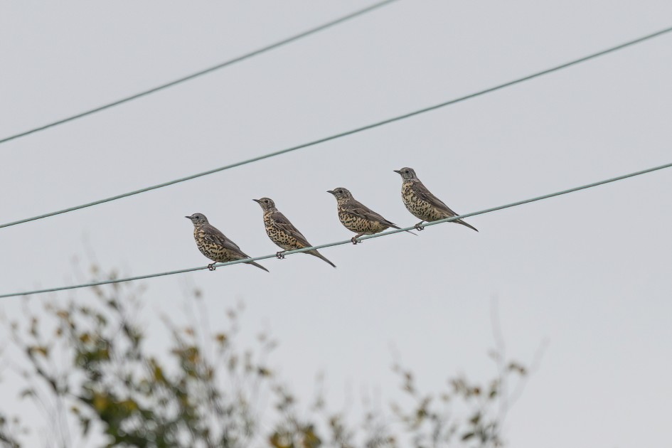 Mistle Thrushes, 1/640 sec, f/7.1, 500 mm, ISO 400