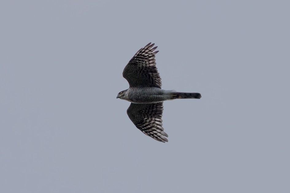 Sparrowhawk-, 1/640 sec, f/7.1, 500 mm, ISO 320