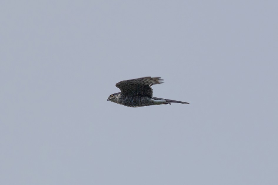 Sparrowhawk, 1/640 sec, f/7.1, 500 mm, ISO 320