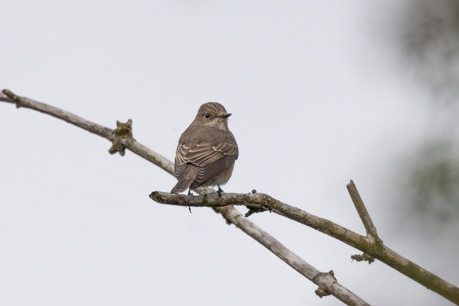 Spotted Flycatcher-, 1/640 sec, f/7.1, 500 mm, ISO 400