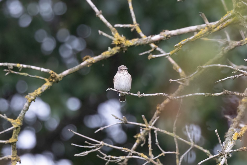 Spotted Flycatcher, 1/500 sec, f/7.1, 500 mm, ISO 5000