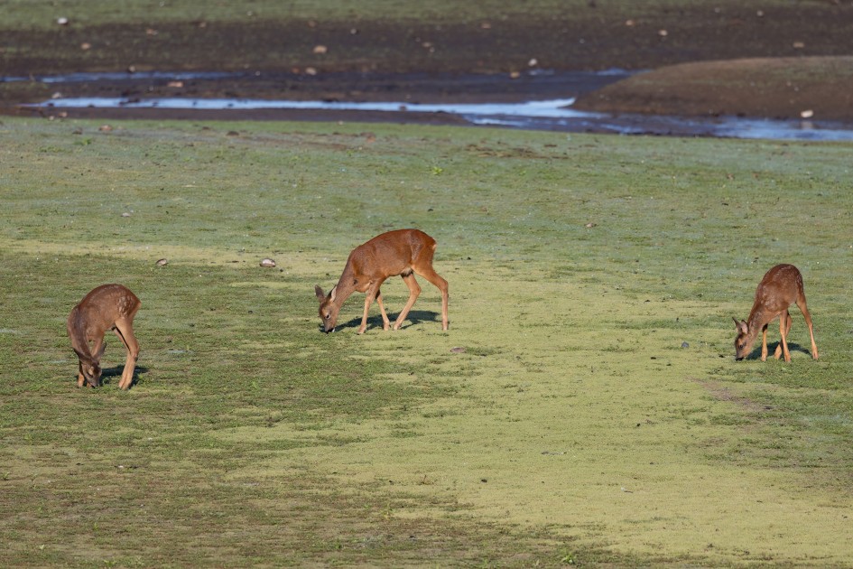 Roe Deer, 1/640 sec, f/7.1, 500 mm, ISO 200
