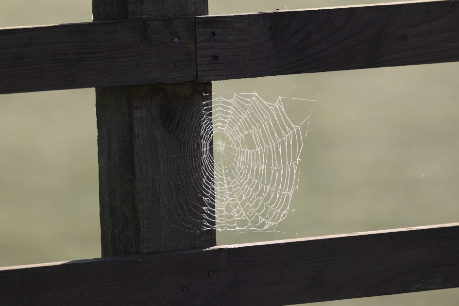 Spiders Web, 1/500 sec, f/7.1, 500 mm, ISO 200