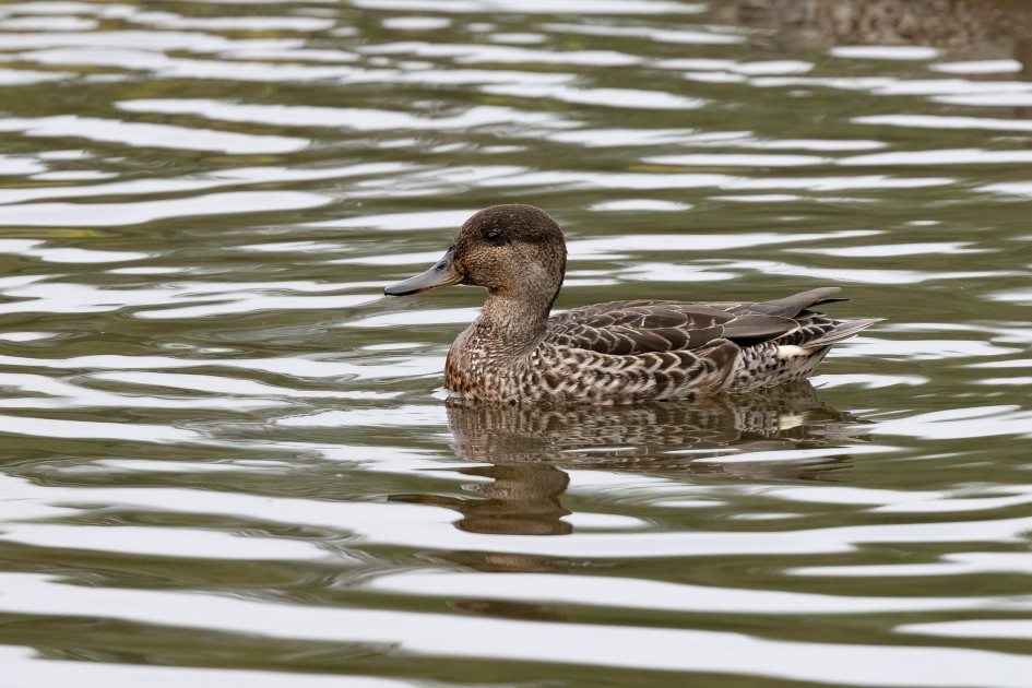 Teal, 1/640 sec, f/7.1, 500 mm, ISO 1600
