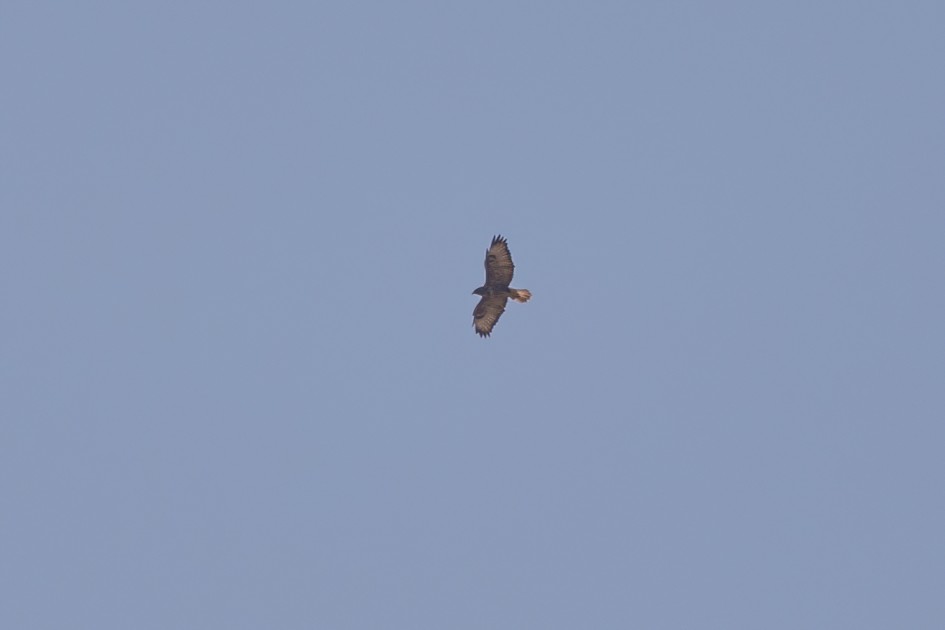 Long-legged Buzzard, 1/1250 sec, f/7.1, 500 mm, ISO 100