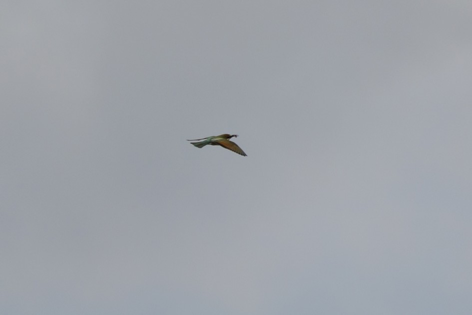 Bee-eater-, 1/1250 sec, f/7.1, 500 mm, ISO 100