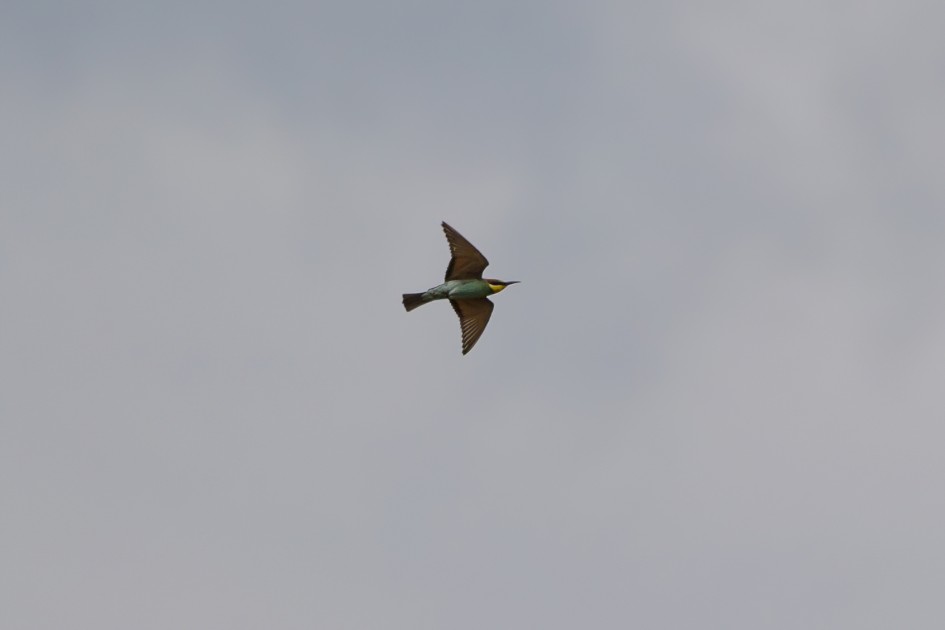Bee-eater, 1/1600 sec, f/7.1, 500 mm, ISO 100