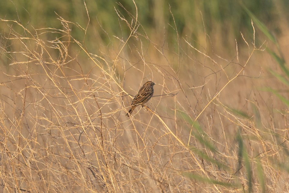 Corn Bunting, 1/500 sec, f/7.1, 500 mm, ISO 320