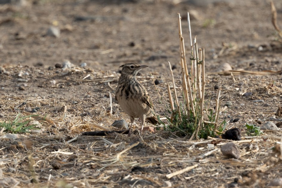 Crested Lark-, 1/500 sec, f/7.1, 500 mm, ISO 160