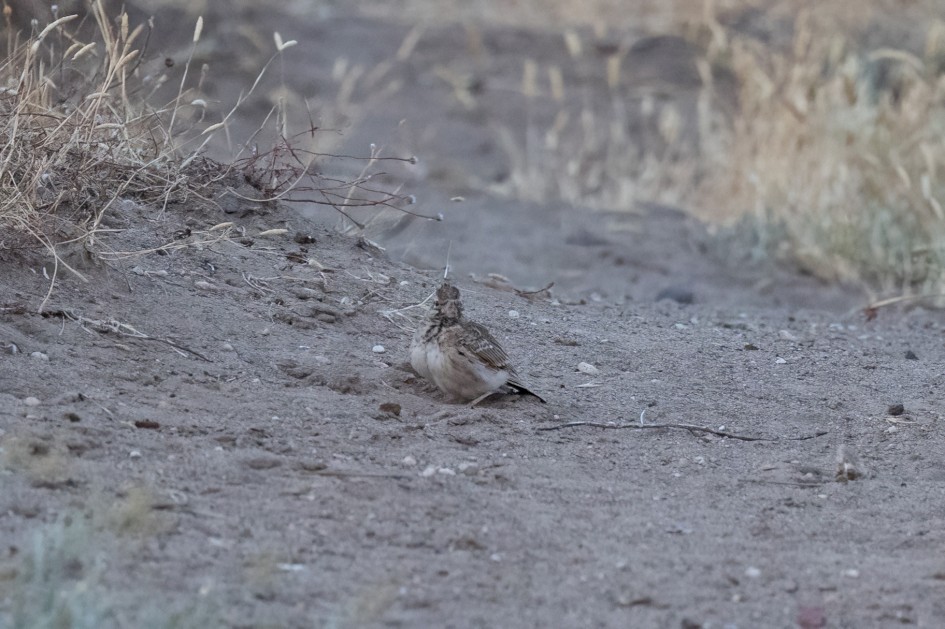 Crested Lark, 1/640 sec, f/7.1, 500 mm, ISO 6400