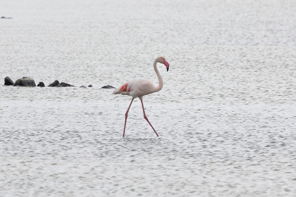 Flamingo , 1/640 sec, f/7.1, 500 mm, ISO 200